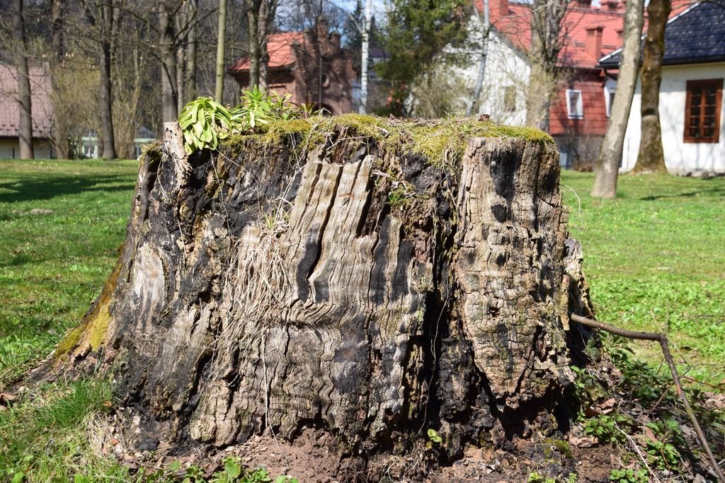 Large tree stump surrounded by grass in a residential garden on a sunny day.